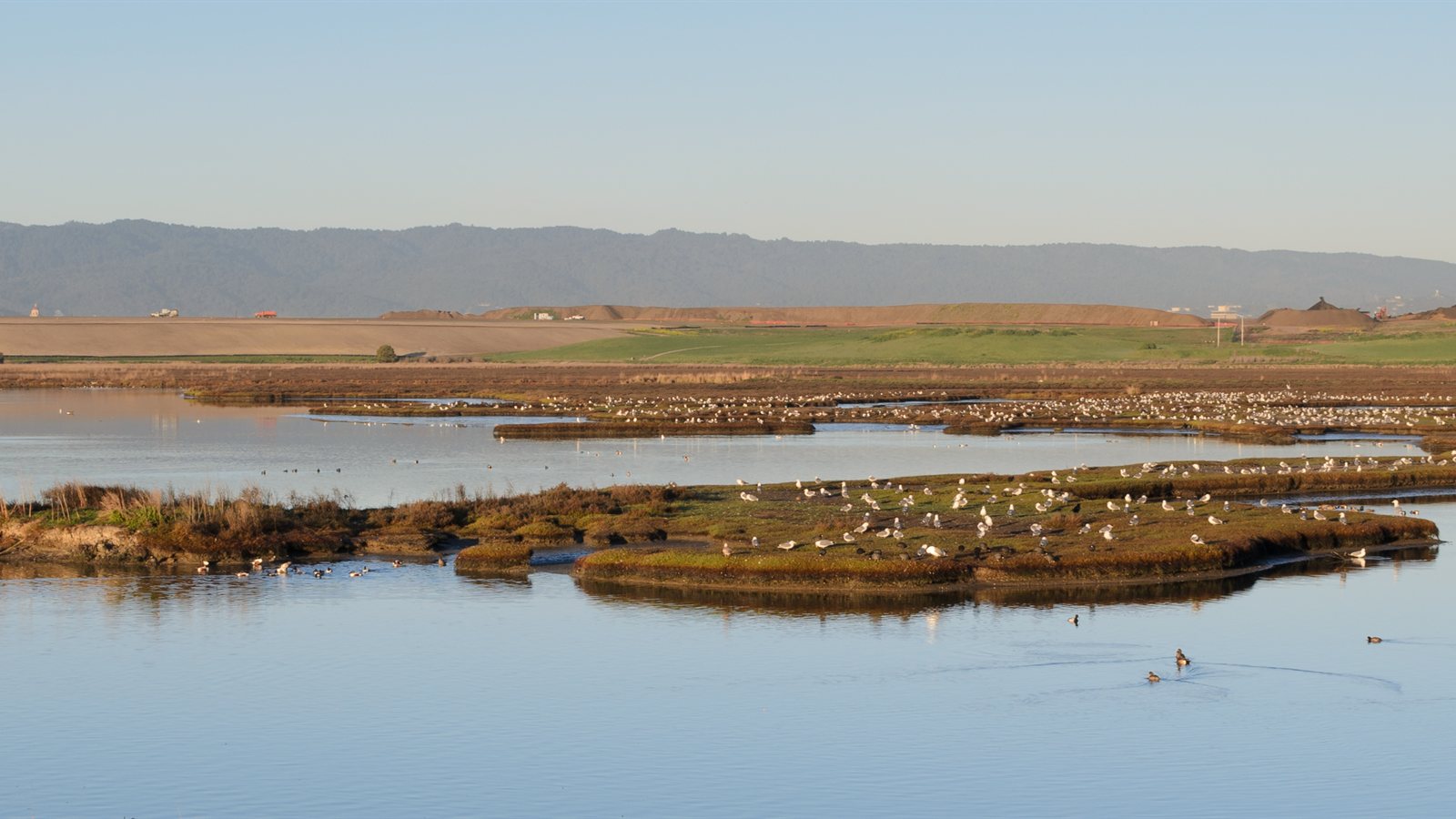 Reedy coastal marsh with open pools and low vegetation